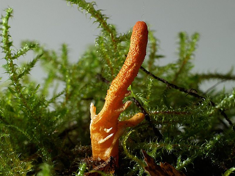 cordyceps-militaris