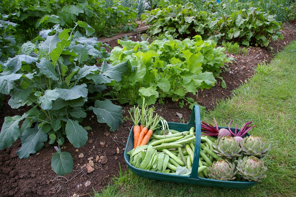 vegetable-garden-soil